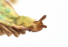 CollectionObject 1584348; CC ANIC Database No. 15 000074, 35145325-2a22-4ba4-8890-38ac04956134: copyright CSIRO, Canberra. male: end of abdomen, ventral view (holotype). (CollectionObject).