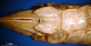 CollectionObject 1530841; a803d2c3-8eb6-45a2-968f-46bfca423fc0: female subgenital plate (syntype). (CollectionObject).