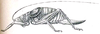 Callimenellus opacus (Brunner von Wattenwyl, 1893): Pl. VI, Fig. 63. female (body length 40 mm, pronotum 8 mm, ovipositor 17 mm). (Otu).