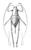 Cyrtaspis scutata (Charpentier, 1825): Fig. 173. female, dorsal view (Cyrtaspis variopicta). (Otu).