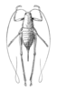 Fig. 173. female, dorsal view (Cyrtaspis variopicta). Depicts Cyrtaspis scutata (Charpentier, 1825), an Otu.