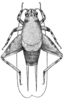 PL. 13 Fig. 4. male, dorsal view. Depicts Cycloptilum squamosum Scudder, 1869, an Otu.