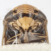 Head on Clastoptera arizonana Doering, 1929: (Observation).