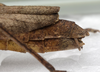 CollectionObject 1576185; SPM SP/EPH/00788, ba945d23-a770-4715-8a95-48ca6d089e9f: copyright SPM Kinabalu. female: end of abdomen, lateral view (holotype). (CollectionObject).