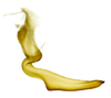 Stylus on Carapona eximia (DeLong & Freytag, 1975): Male [DZRJ]: style, lateral view. (Observation).