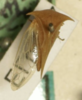 Habitus, dorsal view: !! display not done !! on Ceresa pallens (Germar, 1821): (Observation).