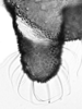 Connective.: Cauda (CA) of A. sambuci. (Observation).