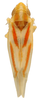 Habitus, dorsal view on Erythridula occidua (Beamer & Griffith, 1935): Habitus (KSEM collection). (Observation).