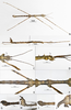 Cnipsomorpha liangheensis Wang, Wu, Xie & Qian, 2026: paratype (male). copyright SWFU, Yunnan, China. (Otu).