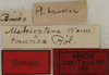 CollectionObject 1535933; 97cf958b-2fe9-4b0a-bbe4-58f598b6e20f: labels ( syntype). (CollectionObject).