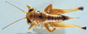 CollectionObject 1503326; MBBJ 3225230, 36509392-f748-4bfd-af33-1e1d80fd2295: female, dorsal view. (CollectionObject).