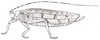 Mustius afzelii (Stål, 1873): Pl. II, Fig. 1 a (confused with M. eurypterus?). female (tegmina 55 mm, ovipositor 15 mm). (Otu).