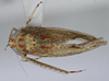 Habitus, dorsal view: !! display not done !! on New species F: Loeia Duan, 2017: (Observation).