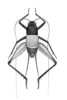Niquirana polita Hebard, 1928: Plate VI. Fig. 4 (after type). male, dorsal view. (Otu).