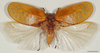 CollectionObject 1586787; b9a802c2-d6ad-43c6-8d36-4a4332c9774e: male, dorsal view, scale bar 10 mm. (CollectionObject).