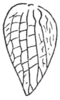 Callimenellus ferrugineus (Brunner von Wattenwyl, 1895): Fig. 157 (same as Fig. 153 in Beier 1954). female left tegmen (length 9.5-10 mm). (Otu).