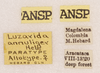 CollectionObject 1585741; e7b979fd-348c-4ab3-8a09-0538d75e12e1: labels (allotype). (CollectionObject).