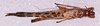 CollectionObject 1583378; b6be02dd-43cc-4d6b-a4fd-6e59feac4d45: male, body dorsal view (paratype). (CollectionObject).