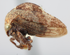Habitus, lateral view: !! display not done !! on Telamonanthe brevis (Ball, 1903): (Observation).