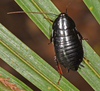Platyzosteria novaeseelandiae (Brunner von Wattenwyl, 1865): Copyright Paul Brock. Maoriblatta novaezealandiae, Black Cockroacch. Rapaura Water Gardens, New Zealand. (Otu).