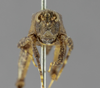 CollectionObject 1522996; 243b1286-6ab5-47c7-b0b5-62b400bedcc4: male, lateral view (holotype of Paurotarsus amazonus). (CollectionObject).
