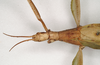CollectionObject 1562289; 3f84e5bd-f5f7-42e6-9ddf-0a6b1f7ce6c0: copyright MVMA, Melbourne. female: head and thorax, dorsal view of synonym Tropidoderus iodomus (syntype). (CollectionObject).