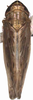 Habitus, dorsal view on Recilia coronifer (Marshall, 1866): Habitus. (Observation).