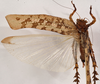 CollectionObject 1534641; bd7bdfaa-b834-422c-b01c-3a0af2992374: female, dorsal view (holotype). (CollectionObject).