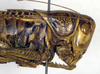 CollectionObject 1501862; d2325cea-974f-4ada-ba8e-5f058a836a0d, DORSA BTgamabbP01: female, head and pronotum, lateral view (syntype). (CollectionObject).