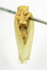 Habitus ventral view on Anormenis tortricina (Germar, 1821): (Observation).