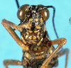CollectionObject 1566398; 6f92decc-86ec-4fd1-a76c-d5130bc37fd2: male, frontal view (syntype). (CollectionObject).