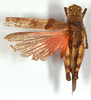 CollectionObject 1499469; afc865af-6d91-40e3-86c4-0e26787dcdd3: male, dorsal view (holotype). (CollectionObject).