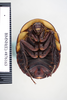 CollectionObject 1573064; c965d678-8f5d-4da2-995c-35ede658bcac: Copyright NHM, London. Female: dorsal view, non-type. (CollectionObject).