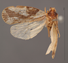 Habitus, dorsal view: !! display not done !! on Pintalia lateralis Stål, 1862: (Observation).