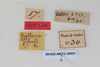 CollectionObject 1505638; 0bbf1226-1d82-4644-b188-e18f054a49e6: Male, labels (syntype). (CollectionObject).