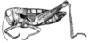 Intiacris nigroapiculatus Ronderos & Cigliano, 1989: Fig. 13 (after allotype). female habitus. (Otu).