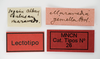 CollectionObject 1535348; b47c9016-466c-4141-b012-083fae68e5a4: holotype male, labels. (CollectionObject).