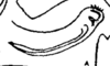 Aedeagus, lateral view on Capistra montana Fennah, 1947: (Observation).