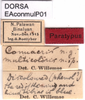 CollectionObject 1581399; b4e997bb-bb73-4161-8e9e-1d906555472a: labels (paratype). (CollectionObject).
