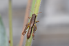 CollectionObject 2008375; 887a8d1e-47d8-4e30-849f-42438af9e028: male alive, dorsal view. (CollectionObject).