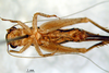 CollectionObject 1565730; 1ed0854e-1f82-41a3-bb9f-3c9c7b3e1942: female, ventral view (paratype). (CollectionObject).