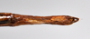 CollectionObject 1559851; a19eb260-1d37-40ef-b547-e1b1d39f104b: copyright NTUC. female: end of abdomen, ventral view (syntype). (CollectionObject).;CollectionObject 1559852; 4f342293-8e32-43c8-aabd-67b5d43b4610: copyright NTUC. female: end of abdomen, ventral view (syntype). (CollectionObject).;CollectionObject 1559853; 0624c8e5-f118-4578-a4ab-ef2df37cb695: copyright NTUC. female: end of abdomen, ventral view (syntype). (CollectionObject).