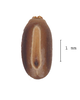 CollectionObject 1558543; 54875b90-1d03-4fea-b003-54f98934582a: copyright ANIC. Egg (paratype). (CollectionObject).