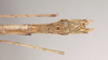 CollectionObject 1557036; NHMUK(SF IMPORT DUPLICATE) 844802, 575e1ed2-d63a-4c99-b8f5-7f5af21cf33e: copyright Natural History Museum, London. male: end of abdomen, ventral view (holotype). (CollectionObject).