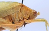 CollectionObject 1520826; 3535daa6-c002-4c65-b34c-bdf08d386b01: male pronotum, lateral view (paratype). (CollectionObject).