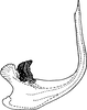 Aedeagus, lateral view on Daluana ramlyi (Dworakowska, 1984): Aedeagus, lateral view. (Observation).