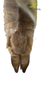 CollectionObject 1849312; 574aaac3-3ab7-455d-af6e-7e1c8270ea5c, Unioeste Cascavel K-0297: Female. End of abdomen, dorsal view. (CollectionObject).