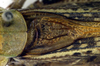 CollectionObject 1566687; 1bd8a472-9117-47d1-8cf3-5b5037bb04cb, DORSA BTdecstoP01: stridulatory area (paratype). (CollectionObject).