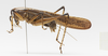 CollectionObject 1578223; 15a4a989-b64f-41f9-bff0-865db3461705: male, lateral view. (CollectionObject).