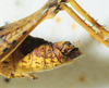 CollectionObject 1498670; bddef776-7ce5-4137-86d1-7f64c0a23ca4: female abdomen tip, lateral view. (CollectionObject).